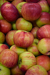 Cortland Apple (Malus 'Cortland') at Marlin Orchards & Garden Centre