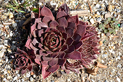 Chick Charms Chocolate Kiss Hens And Chicks (Sempervivum 'Chocolate Kiss') at Marlin Orchards & Garden Centre
