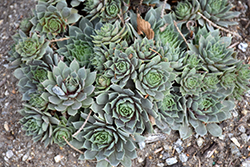Chick Charms Berry Blues Hens And Chicks (Sempervivum 'Berry Blues') at Marlin Orchards & Garden Centre