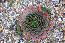 Chick Charms Cherry Berry Hens And Chicks (Sempervivum 'Cherry Berry') at Marlin Orchards & Garden Centre