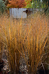 Northwind Switch Grass (Panicum virgatum 'Northwind') at Marlin Orchards & Garden Centre