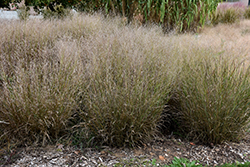 Shenandoah Reed Switch Grass (Panicum virgatum 'Shenandoah') at Marlin Orchards & Garden Centre