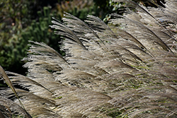 Gracillimus Maiden Grass (Miscanthus sinensis 'Gracillimus') at Marlin Orchards & Garden Centre