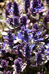 Dixie Chip Bugleweed (Ajuga 'Dixie Chip') at Marlin Orchards & Garden Centre