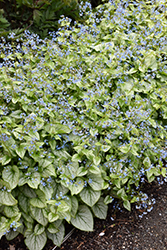 Jack Frost Bugloss (Brunnera macrophylla 'Jack Frost') at Marlin Orchards & Garden Centre