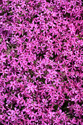 Red Wings Moss Phlox (Phlox subulata 'Red Wings') at Marlin Orchards & Garden Centre