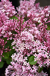 Scent And Sensibility Pink Lilac (Syringa 'SMSXPM') at Marlin Orchards & Garden Centre