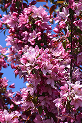 Pink Spires Flowering Crab (Malus 'Pink Spires') at Marlin Orchards & Garden Centre