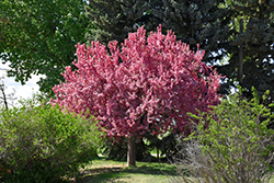 Prairifire Flowering Crab (Malus 'Prairifire') at Marlin Orchards & Garden Centre