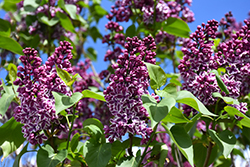 Sensation Lilac (Syringa vulgaris 'Sensation') at Marlin Orchards & Garden Centre