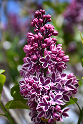 Sensation Lilac (Syringa vulgaris 'Sensation') at Marlin Orchards & Garden Centre