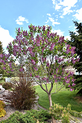 Sensation Lilac (Syringa vulgaris 'Sensation') at Marlin Orchards & Garden Centre