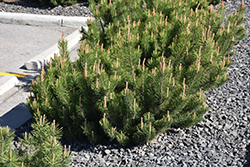 Dwarf Mugo Pine (Pinus mugo var. pumilio) at Marlin Orchards & Garden Centre