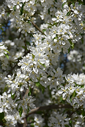 Spring Snow Flowering Crab (Malus 'Spring Snow') at Marlin Orchards & Garden Centre