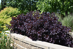 Royal Purple Smokebush (Cotinus coggygria 'Royal Purple') at Marlin Orchards & Garden Centre