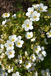 McKay's White Potentilla (Potentilla fruticosa 'McKay's White') at Marlin Orchards & Garden Centre