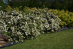 McKay's White Potentilla (Potentilla fruticosa 'McKay's White') at Marlin Orchards & Garden Centre
