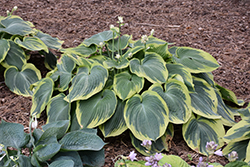 Earth Angel Hosta (Hosta 'Earth Angel') at Marlin Orchards & Garden Centre