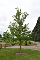 Matador Maple (Acer x freemanii 'Bailston') at Marlin Orchards & Garden Centre