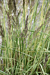El Dorado Feather Reed Grass (Calamagrostis x acutiflora 'El Dorado') at Marlin Orchards & Garden Centre