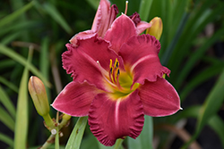 Earlybird Cardinal Daylily (Hemerocallis 'Endless Heart') at Marlin Orchards & Garden Centre