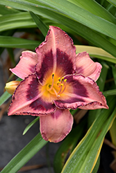 Happy Ever Appster Just Plum Happy Daylily (Hemerocallis 'Just Plum Happy') at Marlin Orchards & Garden Centre