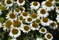 Sombrero Blanco Coneflower (Echinacea 'Balsomblanc') at Marlin Orchards & Garden Centre