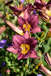 Purple de Oro Daylily (Hemerocallis 'Purple de Oro') at Marlin Orchards & Garden Centre