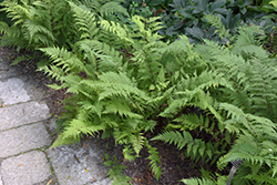 Lady in Red Fern (Athyrium filix-femina 'Lady in Red') at Marlin Orchards & Garden Centre