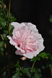 Pink Chiffon Rose of Sharon (Hibiscus syriacus 'JWNWOOD4') at Marlin Orchards & Garden Centre