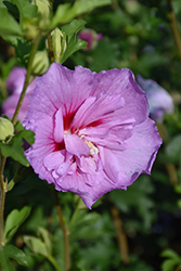 Lavender Chiffon Rose Of Sharon (Hibiscus syriacus 'Notwoodone') at Marlin Orchards & Garden Centre