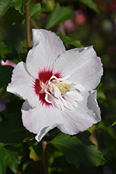 Fiji Rose of Sharon (Hibiscus syriacus 'Minspot') at Marlin Orchards & Garden Centre