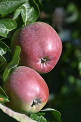 Spartan Apple (Malus 'Spartan') at Marlin Orchards & Garden Centre