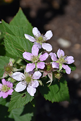 Chester Thornless Blackberry (Rubus 'Chester') at Marlin Orchards & Garden Centre