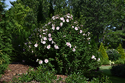 Pink Chiffon Rose of Sharon (Hibiscus syriacus 'JWNWOOD4') at Marlin Orchards & Garden Centre