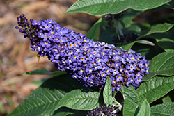 Pugster Blue Butterfly Bush (Buddleia 'SMNBDBT') at Marlin Orchards & Garden Centre