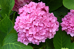 Let's Dance Rhythmic Blue Hydrangea (Hydrangea macrophylla 'SMHMES14') at Marlin Orchards & Garden Centre