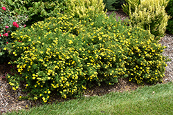Happy Face Yellow Potentilla (Potentilla fruticosa 'Lundy') at Marlin Orchards & Garden Centre