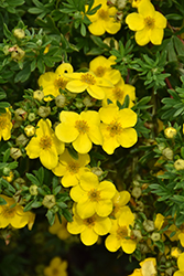 Happy Face Yellow Potentilla (Potentilla fruticosa 'Lundy') at Marlin Orchards & Garden Centre