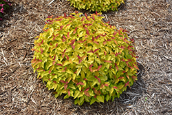 Double Play Candy Corn Spirea (Spiraea japonica 'NCSX1') at Marlin Orchards & Garden Centre