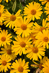 Sunstruck False Sunflower (Heliopsis helianthoides 'Sunstruck') at Marlin Orchards & Garden Centre