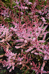 Delft Lace Astilbe (Astilbe 'Delft Lace') at Marlin Orchards & Garden Centre