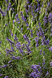 Phenomenal Lavender (Lavandula x intermedia 'Phenomenal') at Marlin Orchards & Garden Centre