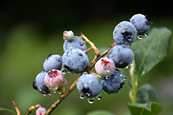 Blueray Blueberry (Vaccinium corymbosum 'Blueray') at Marlin Orchards & Garden Centre