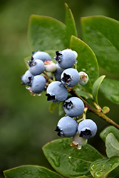Northblue Blueberry (Vaccinium 'Northblue') at Marlin Orchards & Garden Centre