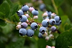 Bluecrop Blueberry (Vaccinium corymbosum 'Bluecrop') at Marlin Orchards & Garden Centre