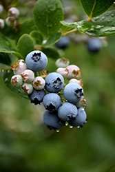 Duke Blueberry (Vaccinium corymbosum 'Duke') at Marlin Orchards & Garden Centre