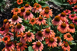 Sombrero Hot Coral Coneflower (Echinacea 'Balsomcor') at Marlin Orchards & Garden Centre