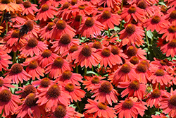 Sombrero Salsa Red Coneflower (Echinacea 'Balsomsed') at Marlin Orchards & Garden Centre