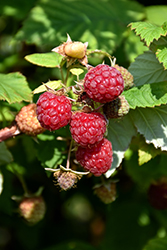 Boyne Raspberry (Rubus 'Boyne') at Marlin Orchards & Garden Centre